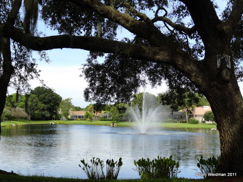 Gulf Trace Subdivision In Holiday, FL
